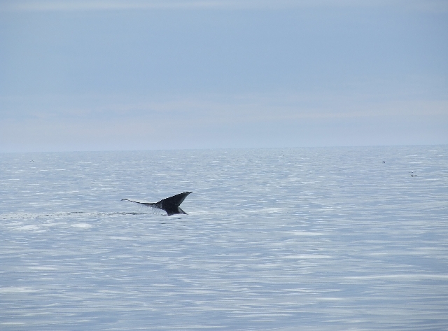 88 Diving Whale 2.JPG - One Second
